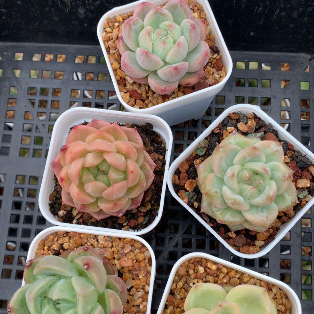 0524-28 珍妮套餐