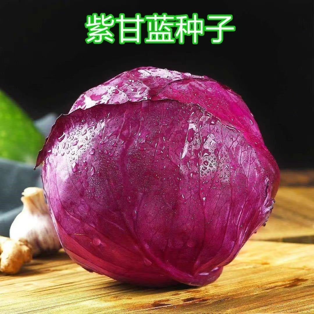 早熟紫甘蓝种子四季结球包心紫白菜种籽卷心菜农家庭院种蔬菜种孑