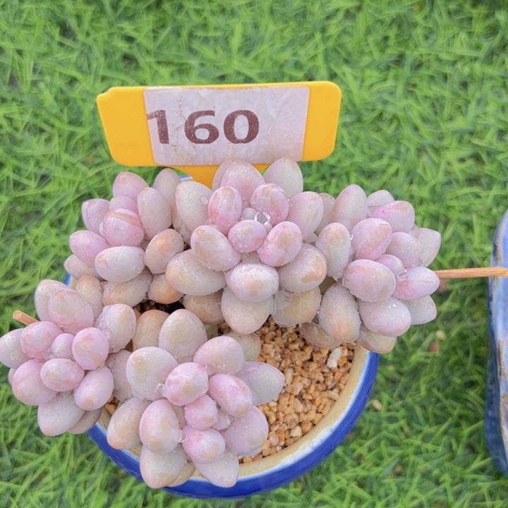 健健康康平平安安