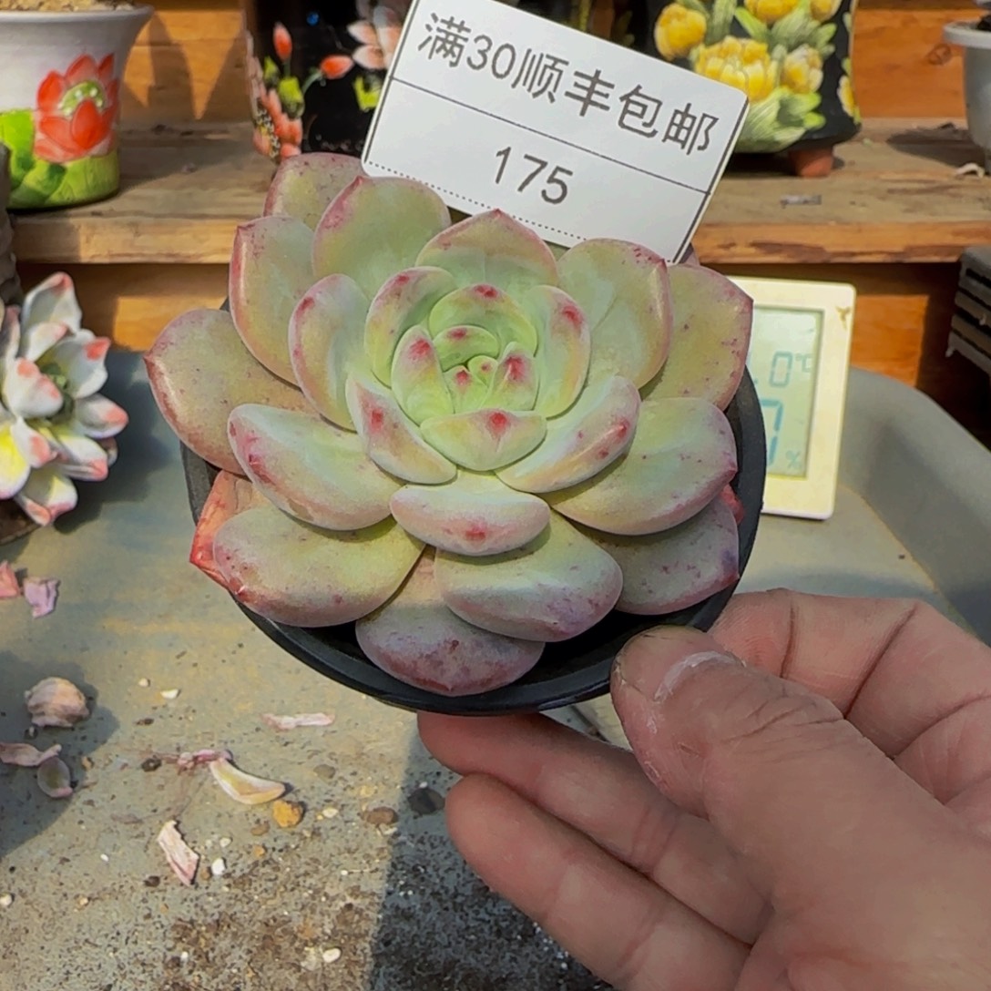 175凌雪多肉单头8cm