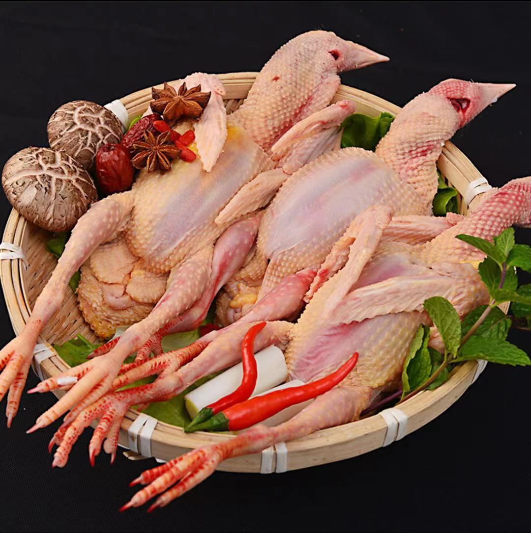    生鲜信鸽幼鸽肉鸽鸽蛋  味道鲜美 五谷喂养