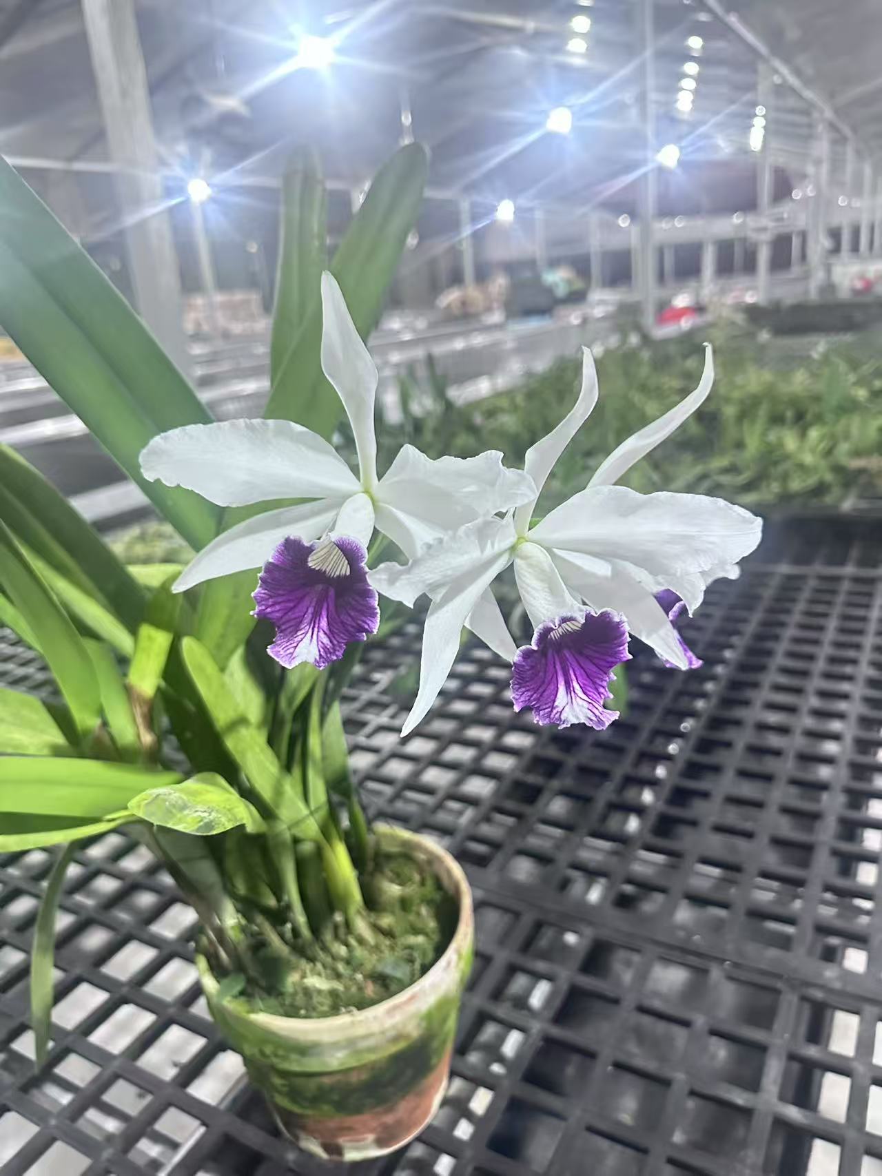 钢铁蓝婆婆  分株 4寸 苗株 卡特兰 微瑕