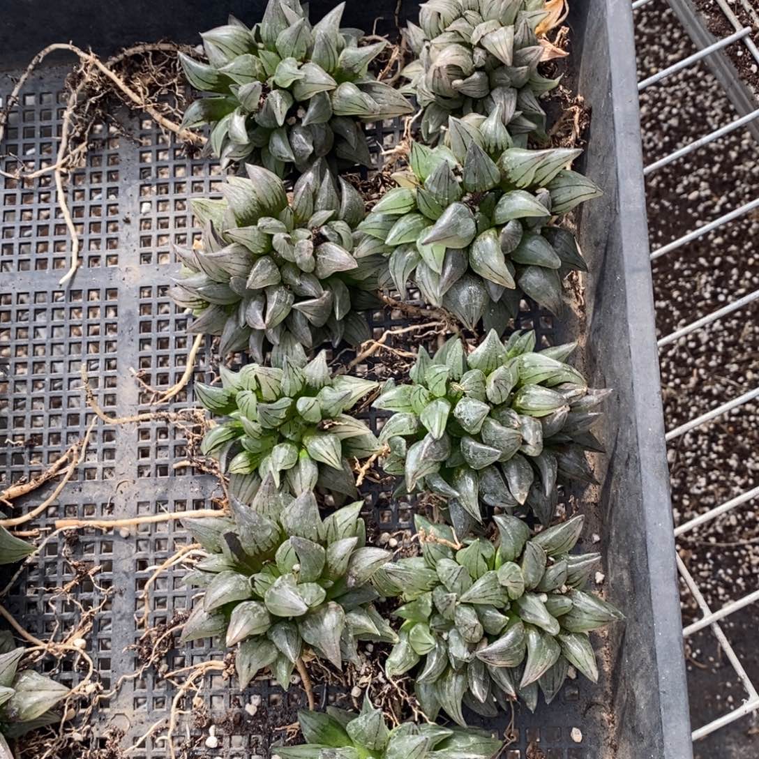 711 一颗西瓜寿群。 