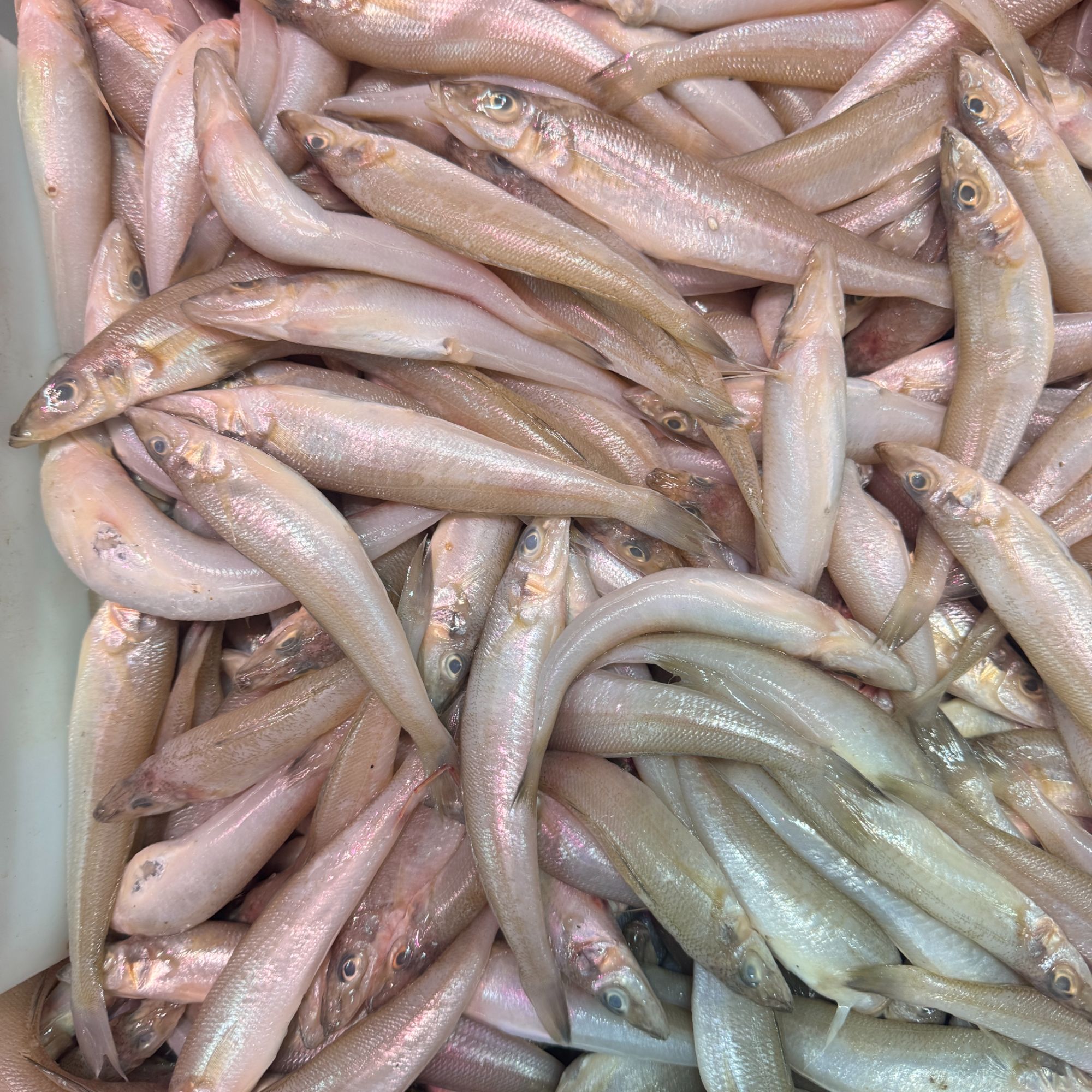 沙尖鱼  到手一斤