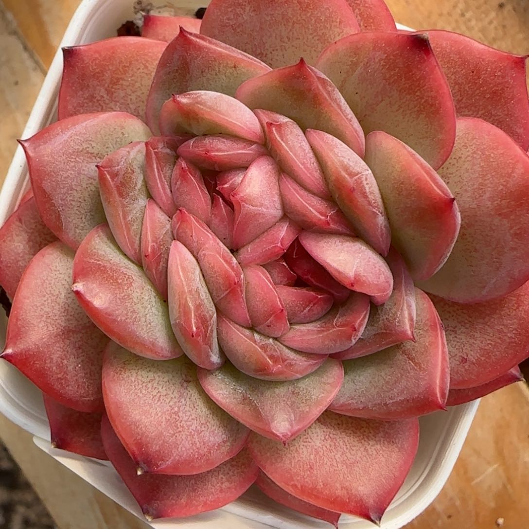 花语逸境0212-216