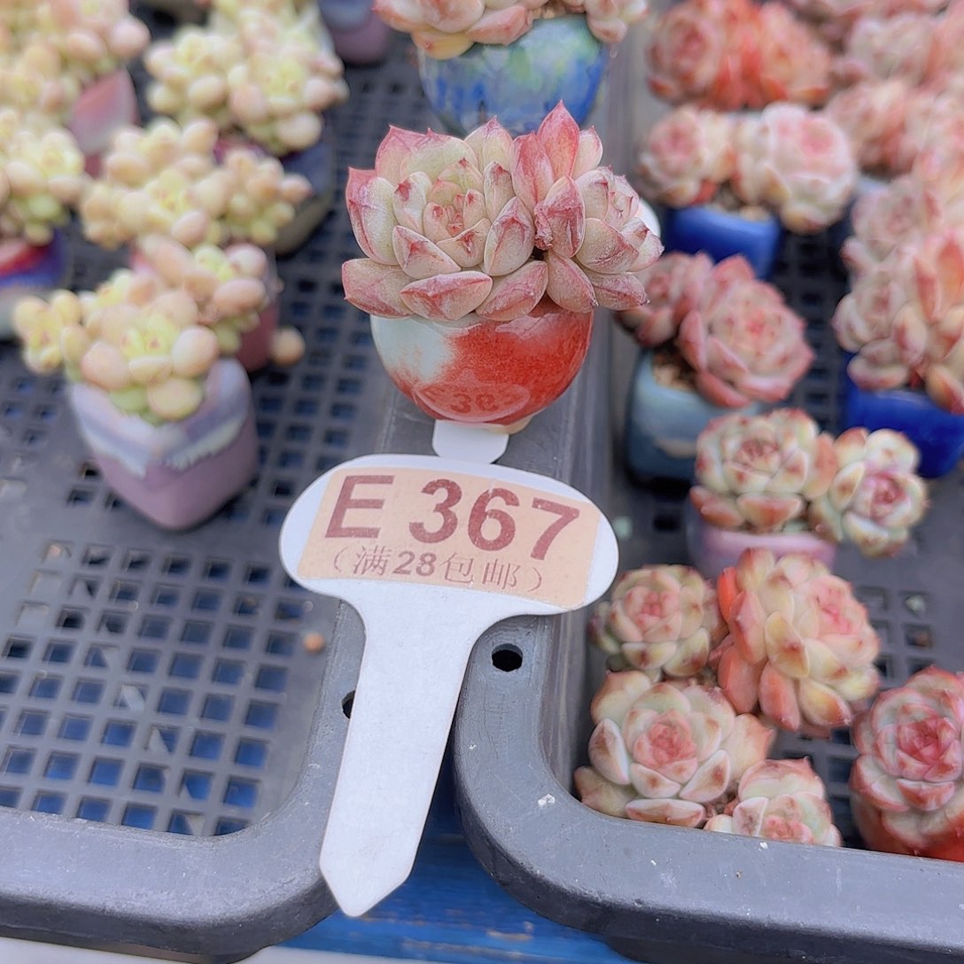 E367石榴珍妮一物一拍