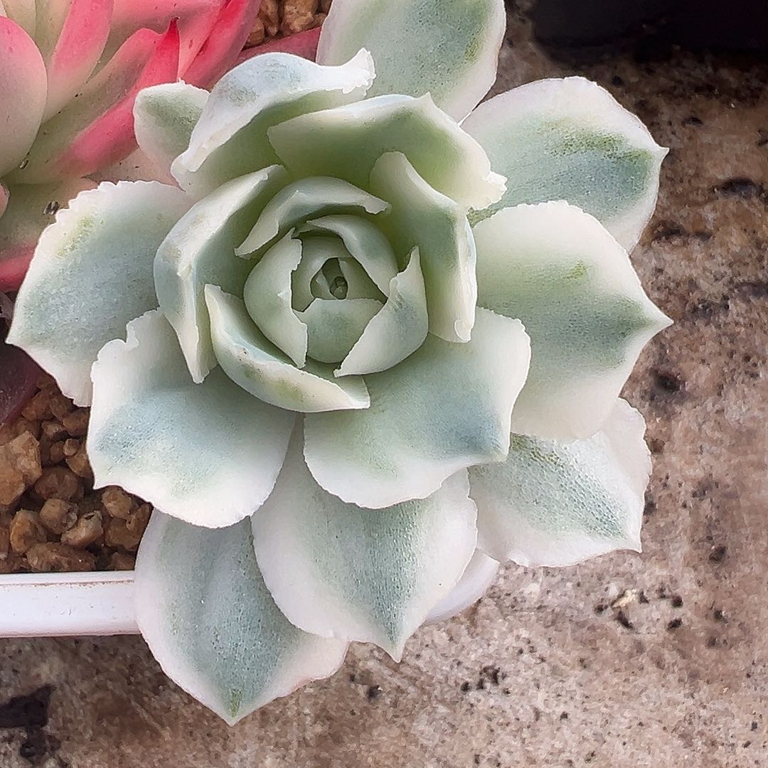 依***托蓝丝绒锦多肉植物