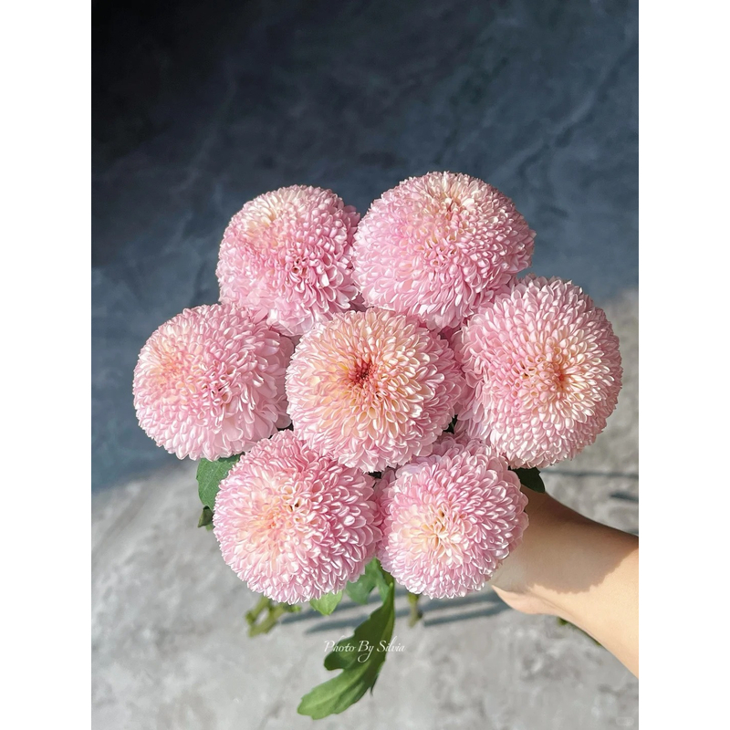 【乒乓菊】云南鲜切花 昆明鲜花基地现采现发 M