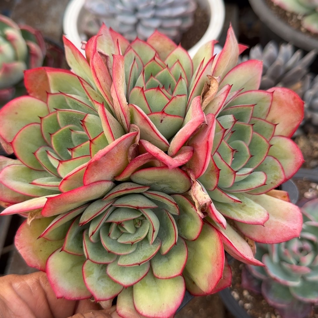 牡丹亭惊鸿一物一拍包装收缩花旱