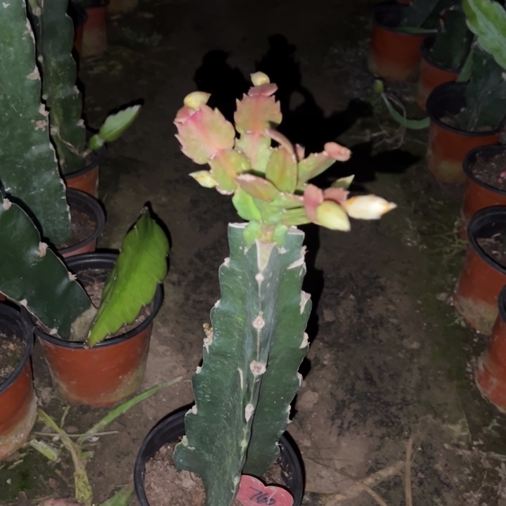 春***。当前无花栽培后可以开花白重瓣740
