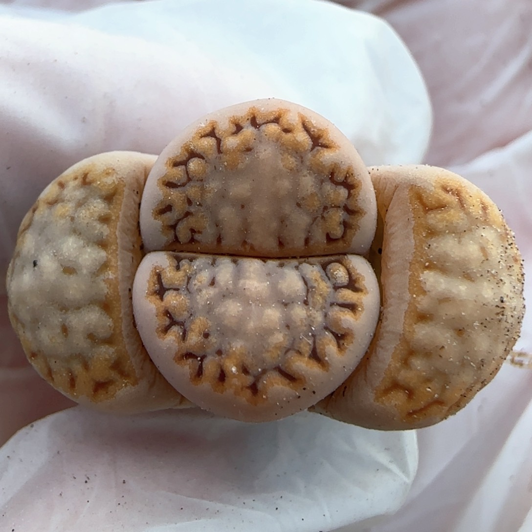 3.19，c215粗粗金橙边。9022