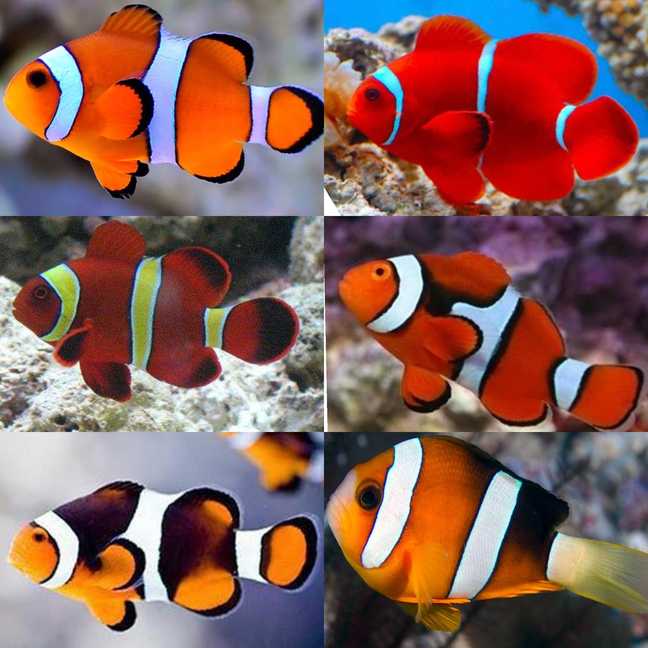 小丑鱼海水观赏鱼金透红双带黑背心公子小丑（直播间下单链接），