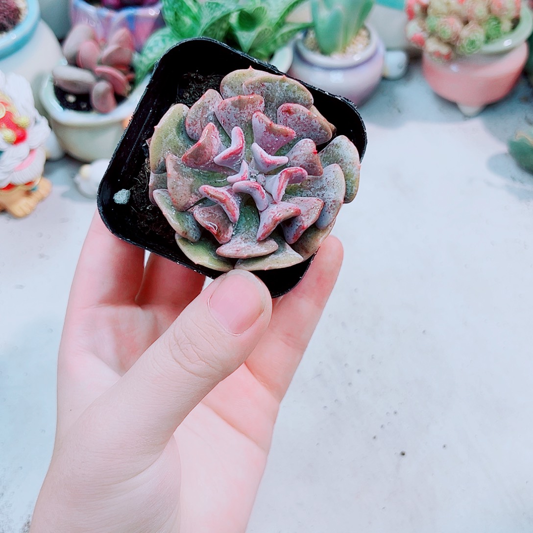 雪精灵多肉植物带盆
