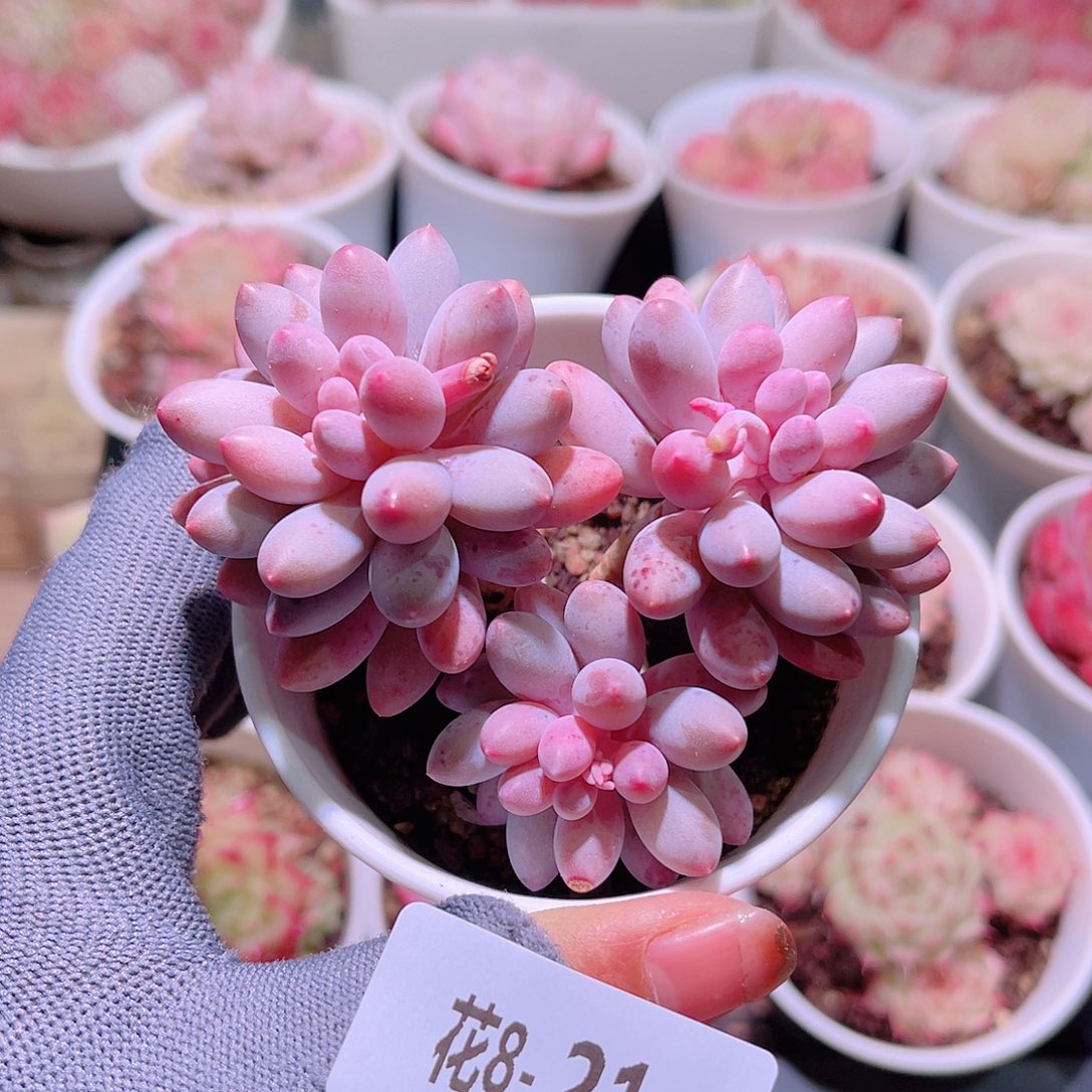 花08-21婴儿手指