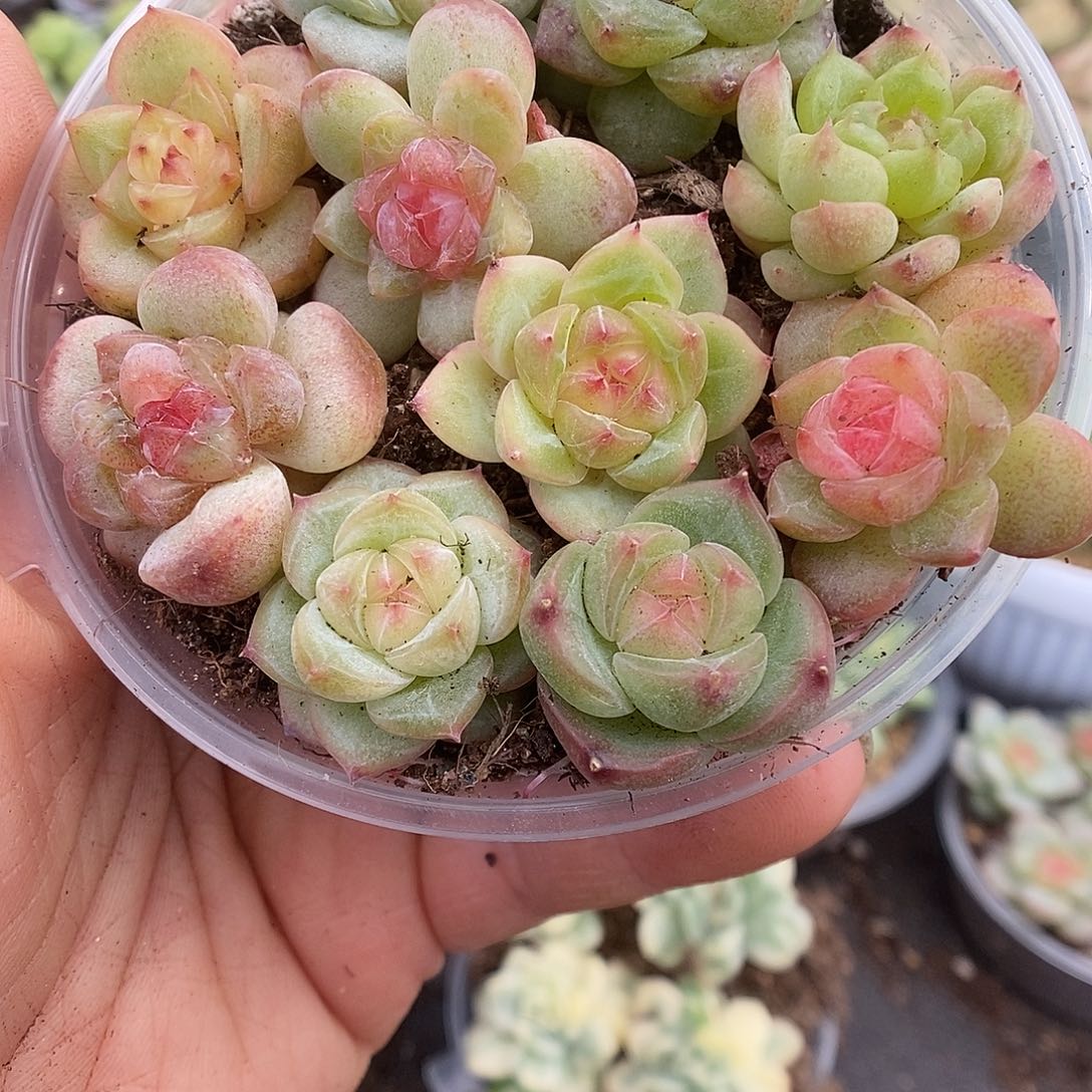 一物一拍一物一拍911-336