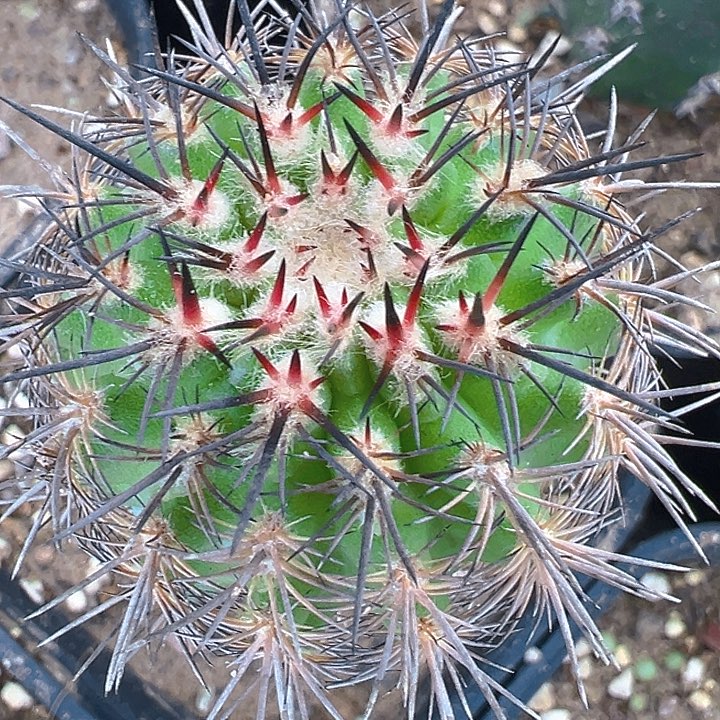 强刺。伊须罗玉。 苗接。   