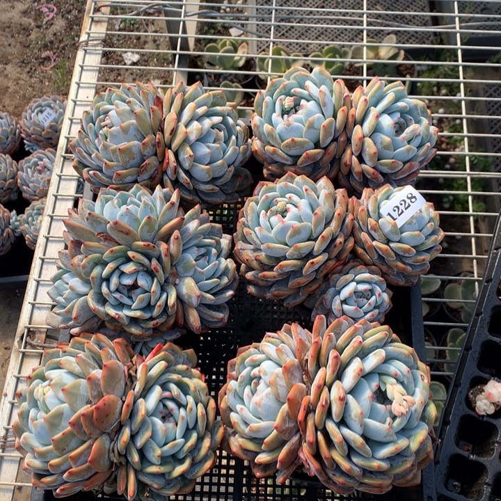 1228六个嗯嗯嗯嗯嗯嗯嗯好喜欢