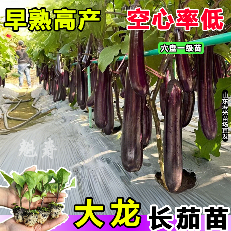 正宗大龙长茄苗秧苗黑长茄苗紫黑茄子苗烧烤春秋四季种植茄子秧苗