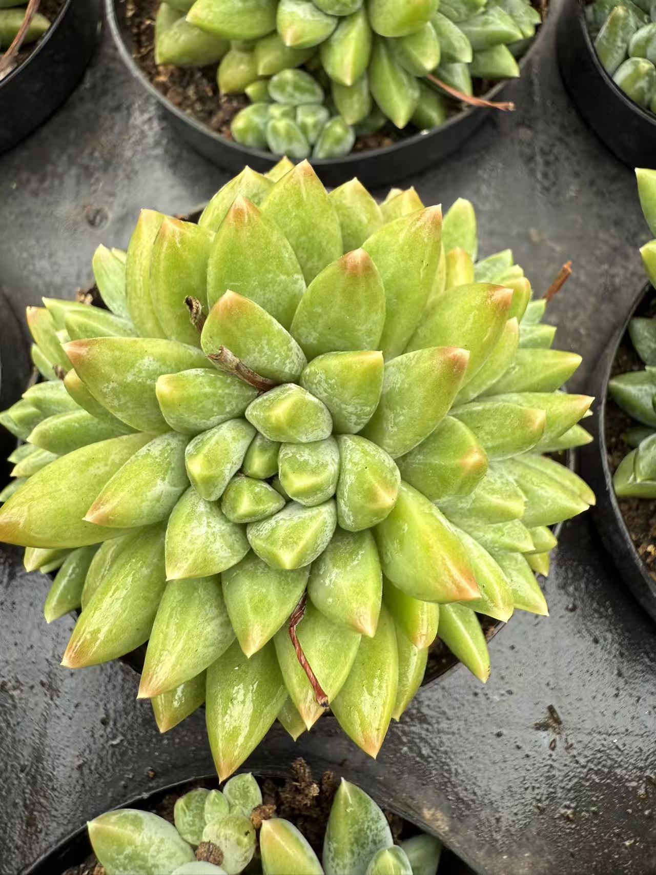 80#多头甲骨文（6-8cm）脱土金先生精品多肉
