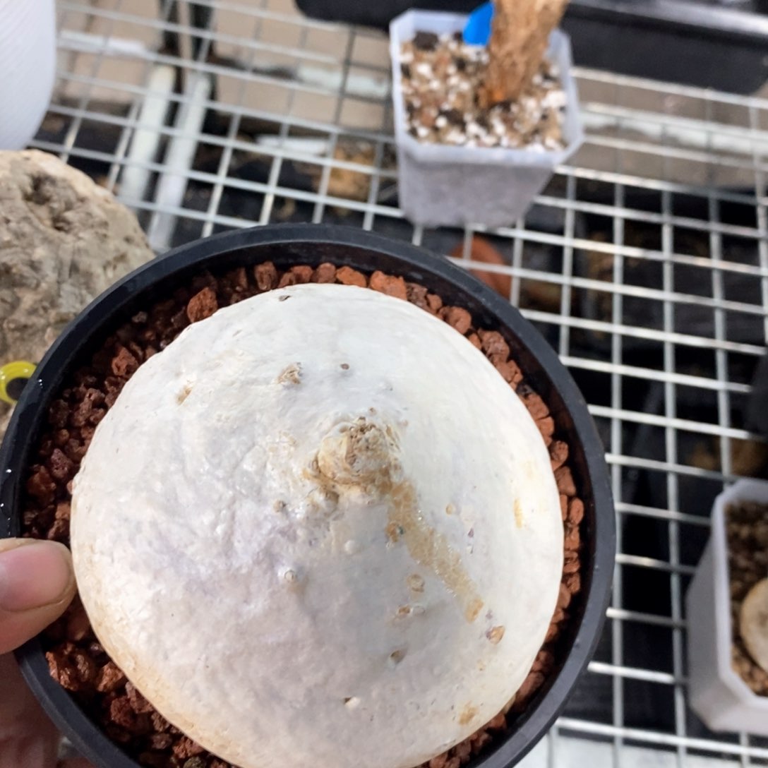 白皮萝藦多肉植物
