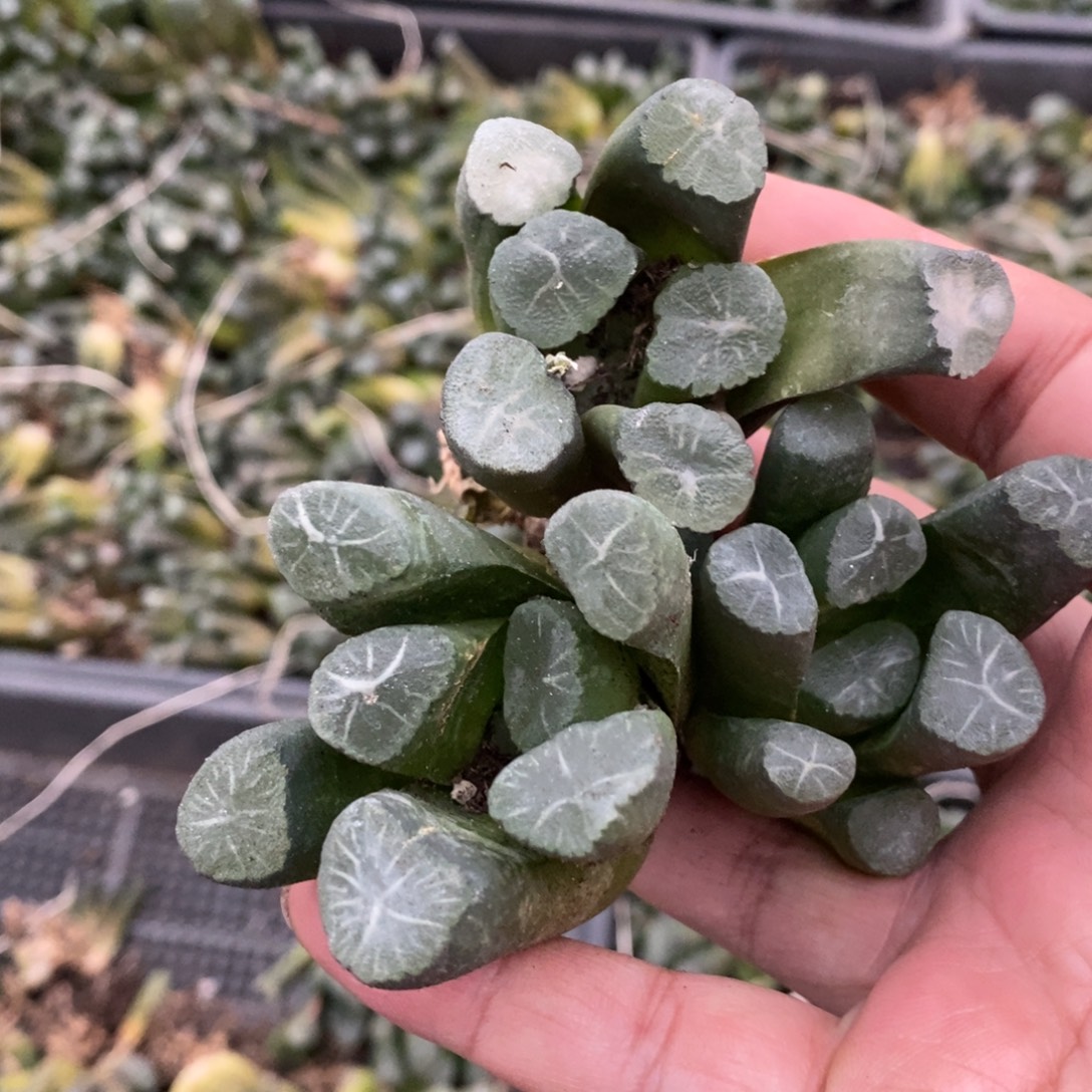 614 一颗西门庆万象 超级福利