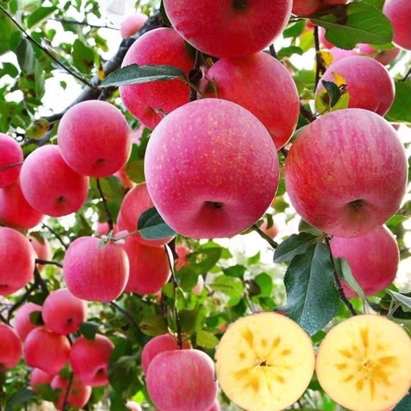 富士苹果树苗 南方北方均可种植