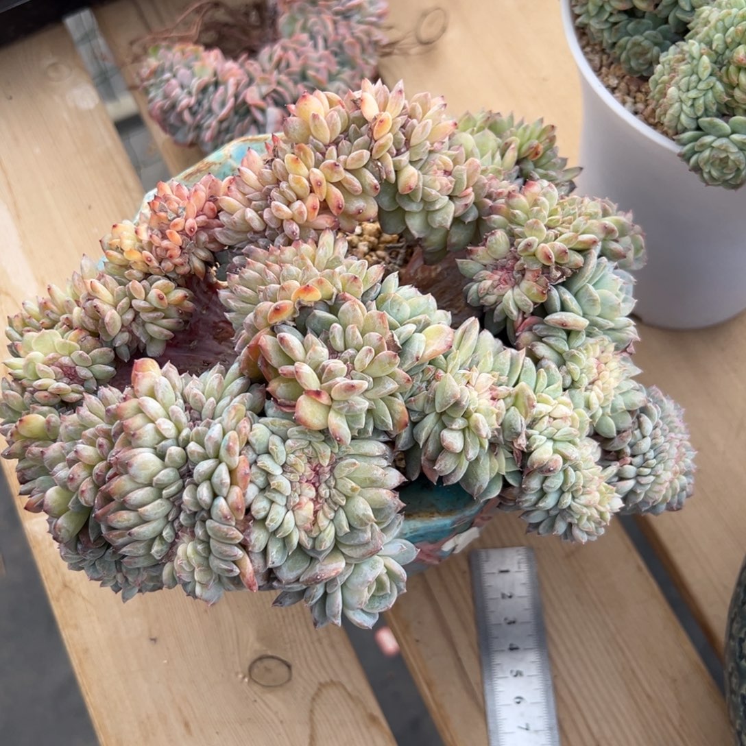  新年快乐新年快乐