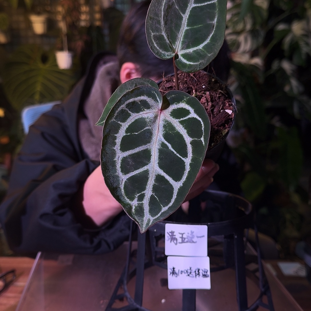 不开花植物G309skg银红杂撕裂纹