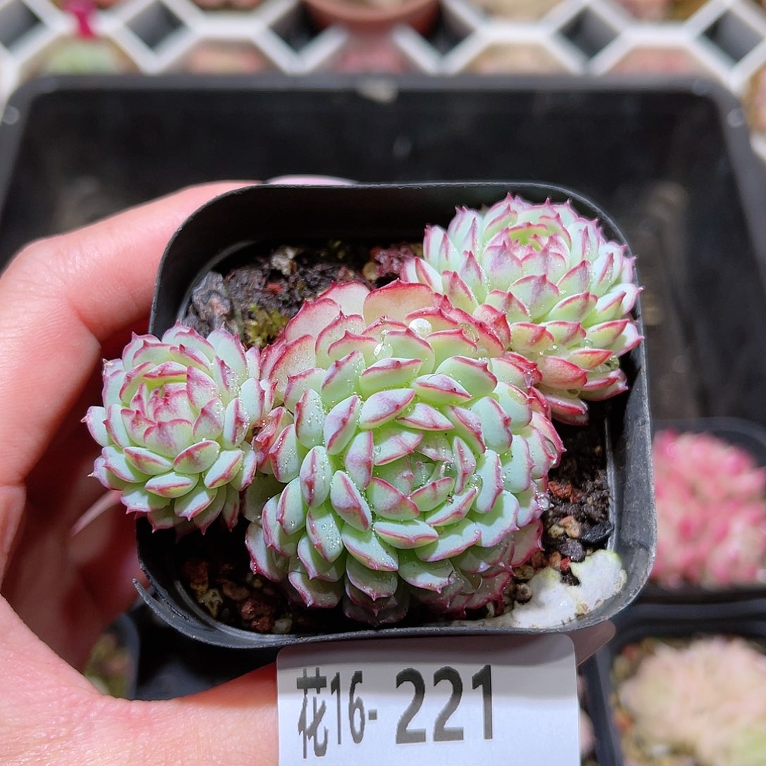 花利美16-221小红船