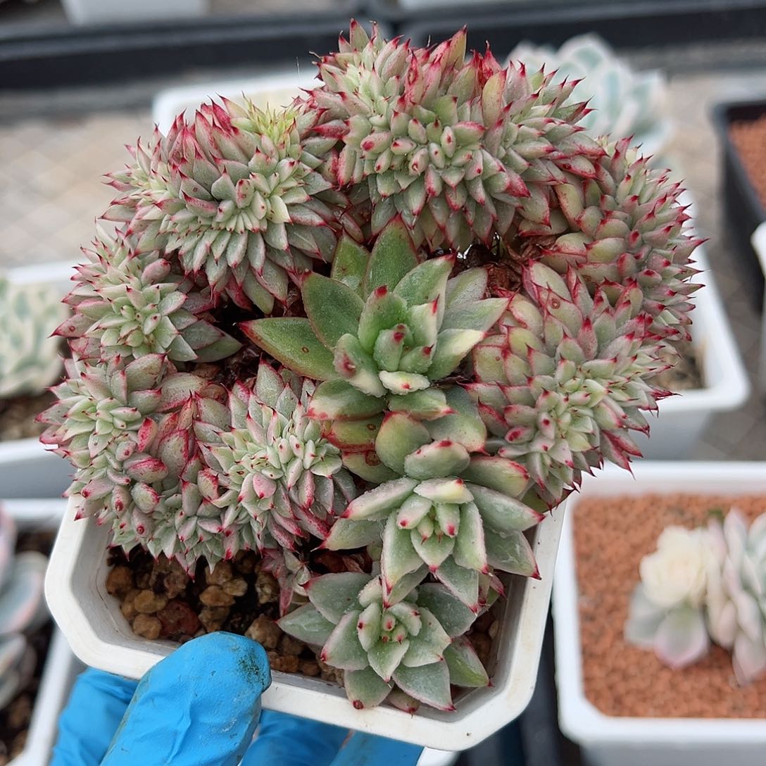东云锦缀化，多肉植物