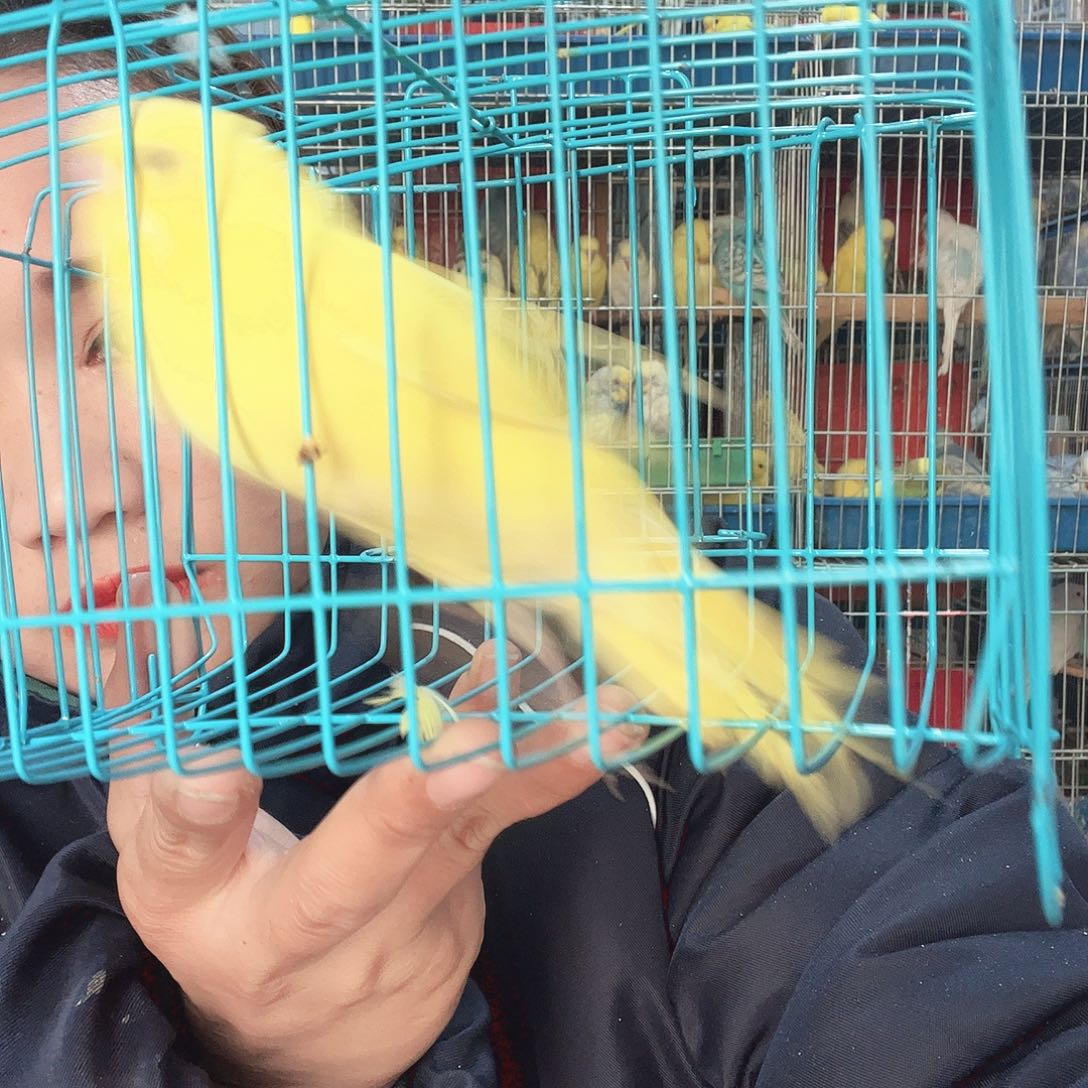 虎皮鹦鹉我的小姐姐