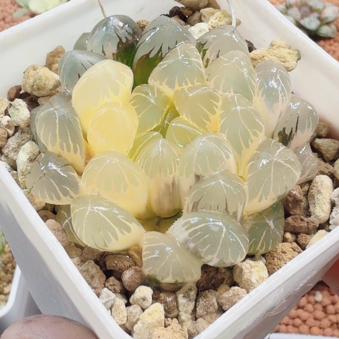 十二卷实生冰灯锦福利