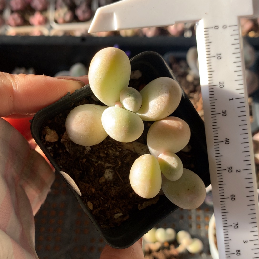 水光针 不满28发到付，发一片叶，~
