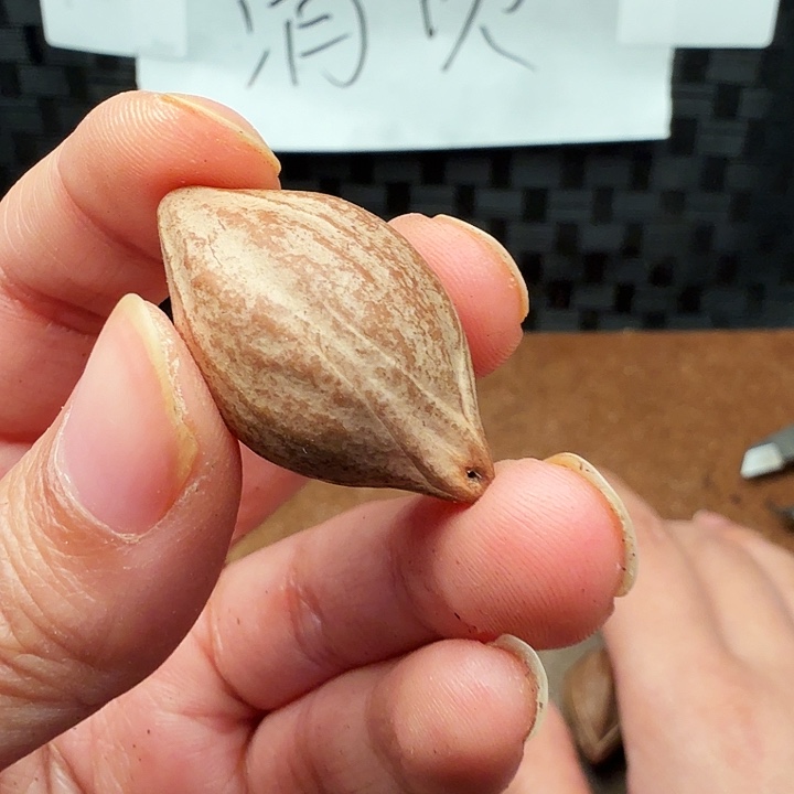 宏***海橄榄核手串/手链橄榄