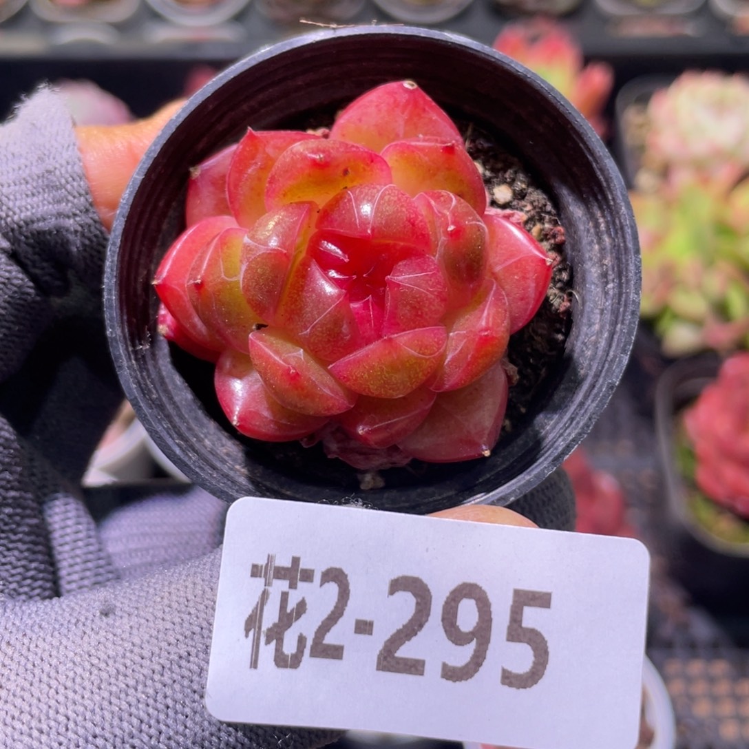 花利美2-295新品 