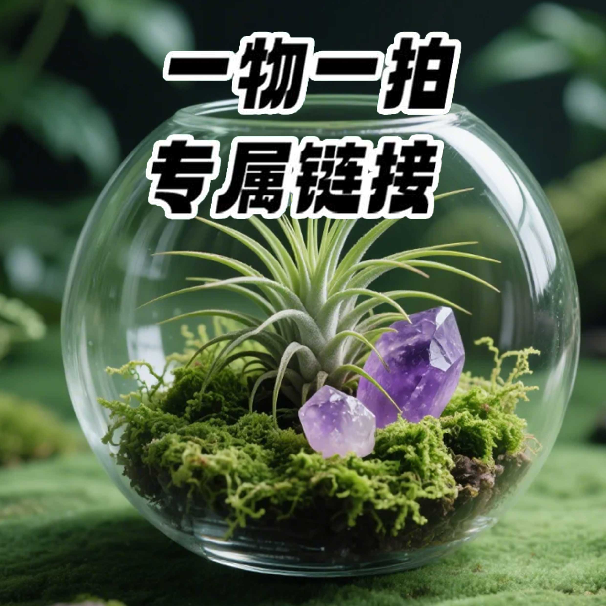 【山霖微景观】懒人植物雨林缸乌龟树蛙昆虫缸成品双开门造景