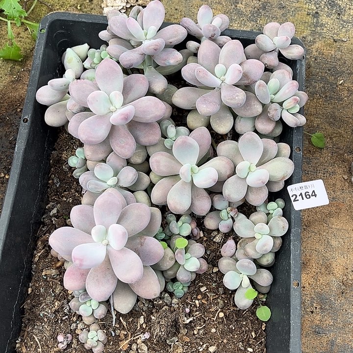 阿雅园艺。        2164桃蛋