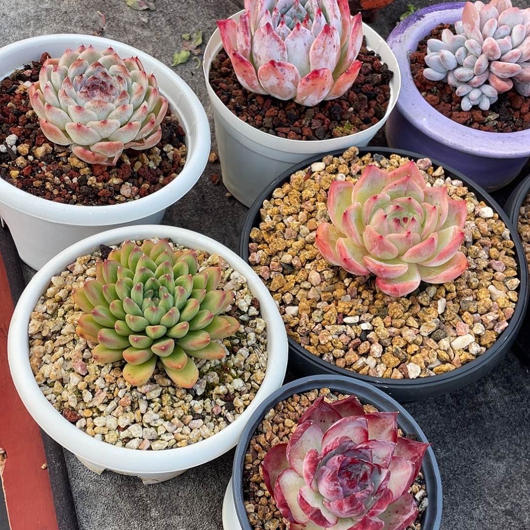 多肉植物一物一拍