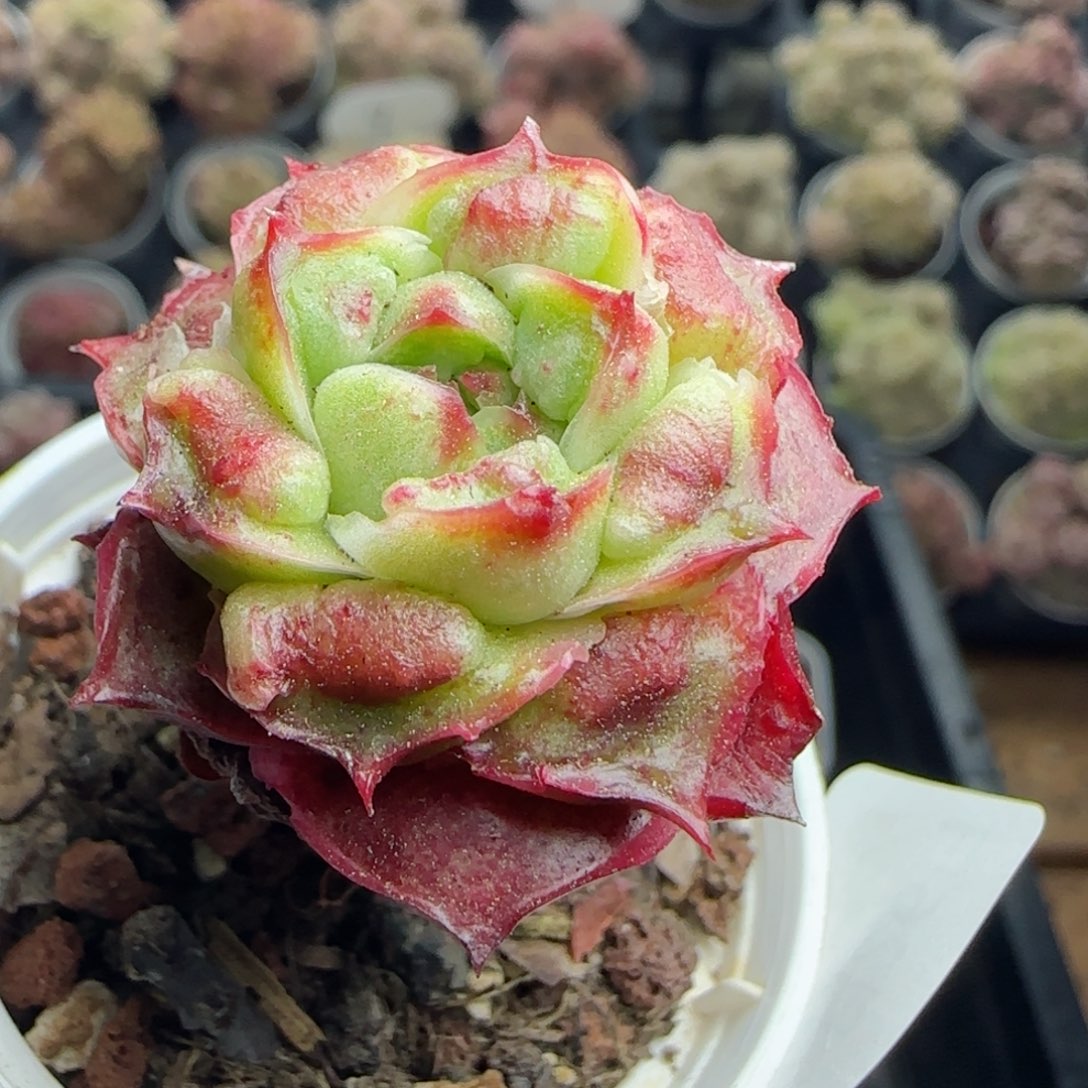 花语逸镜0226-481