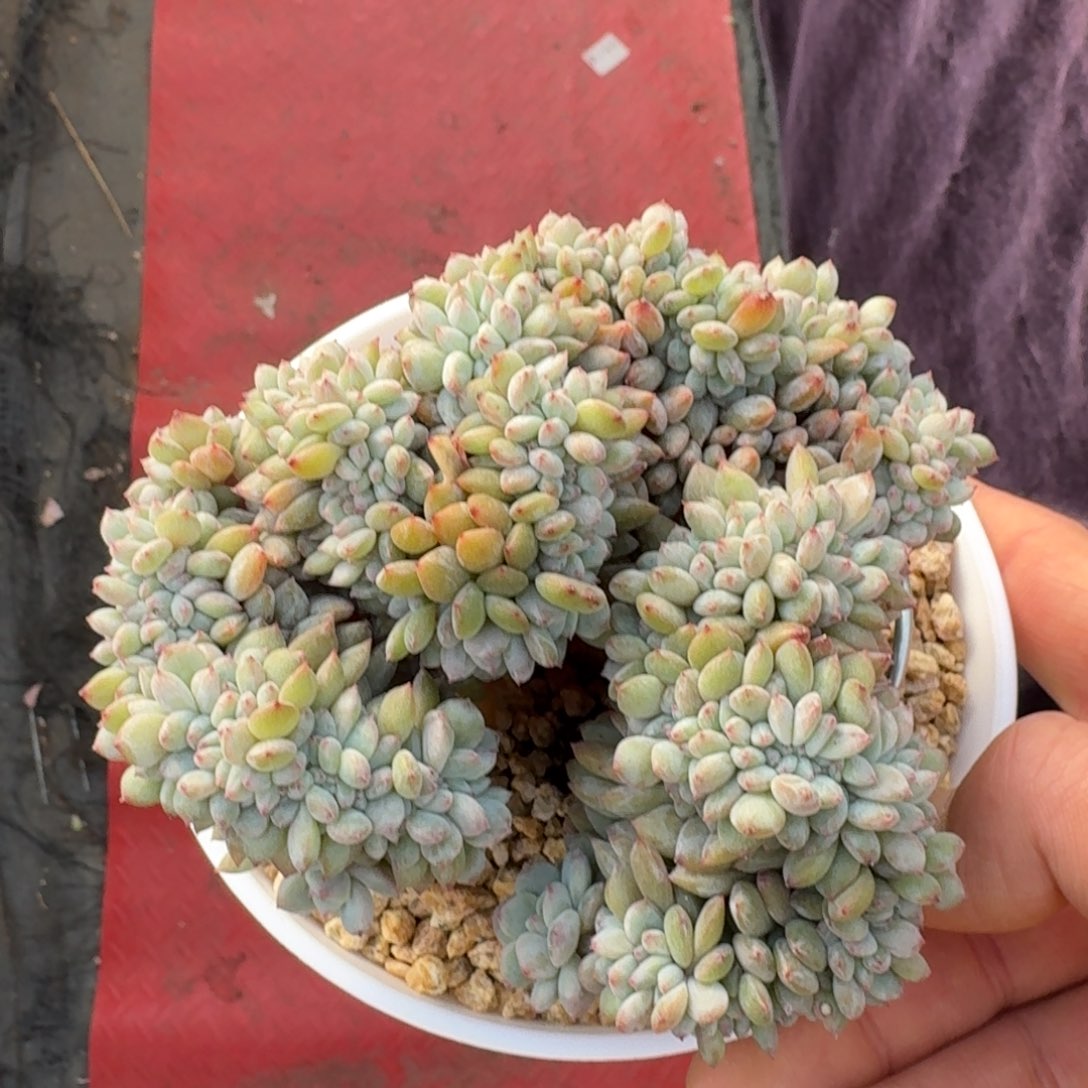 13厘米的尺寸一物一拍的