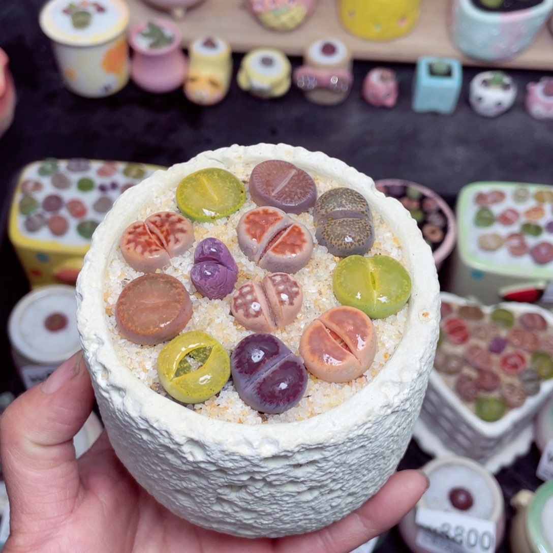 w8806 带盆土发货-零下地区拍保温箱