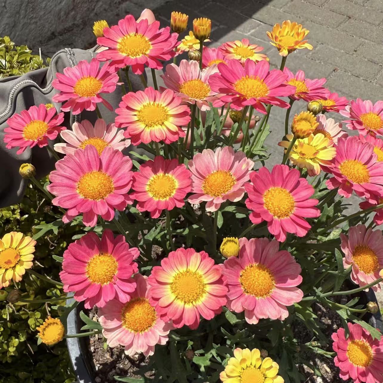 玛格丽特【小饼干】150盆菊花盆栽多年生易爆花新手易养护喜阳植物