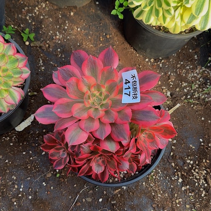 427多肉法师锦1111