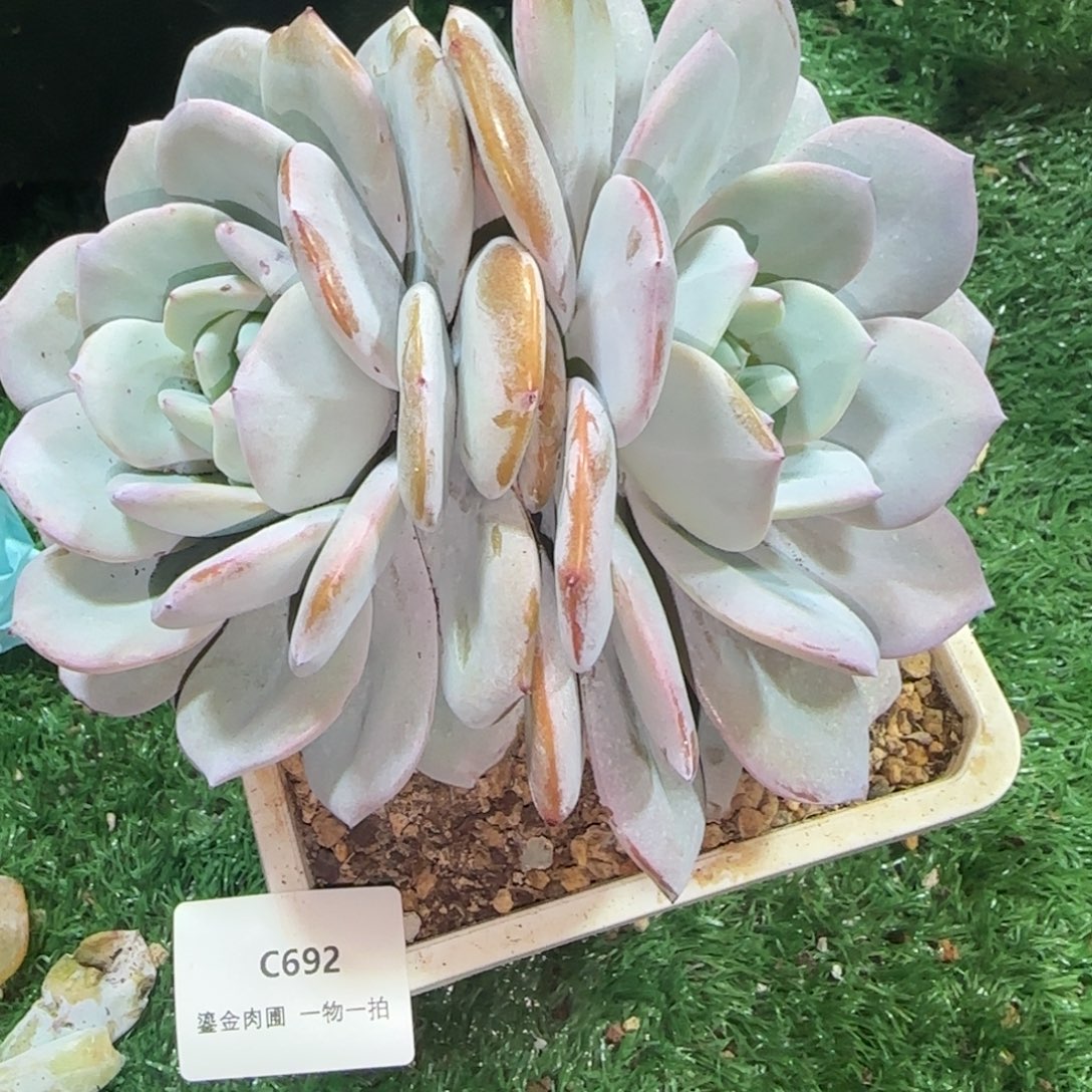 C692弹弓腿双头奶茶   