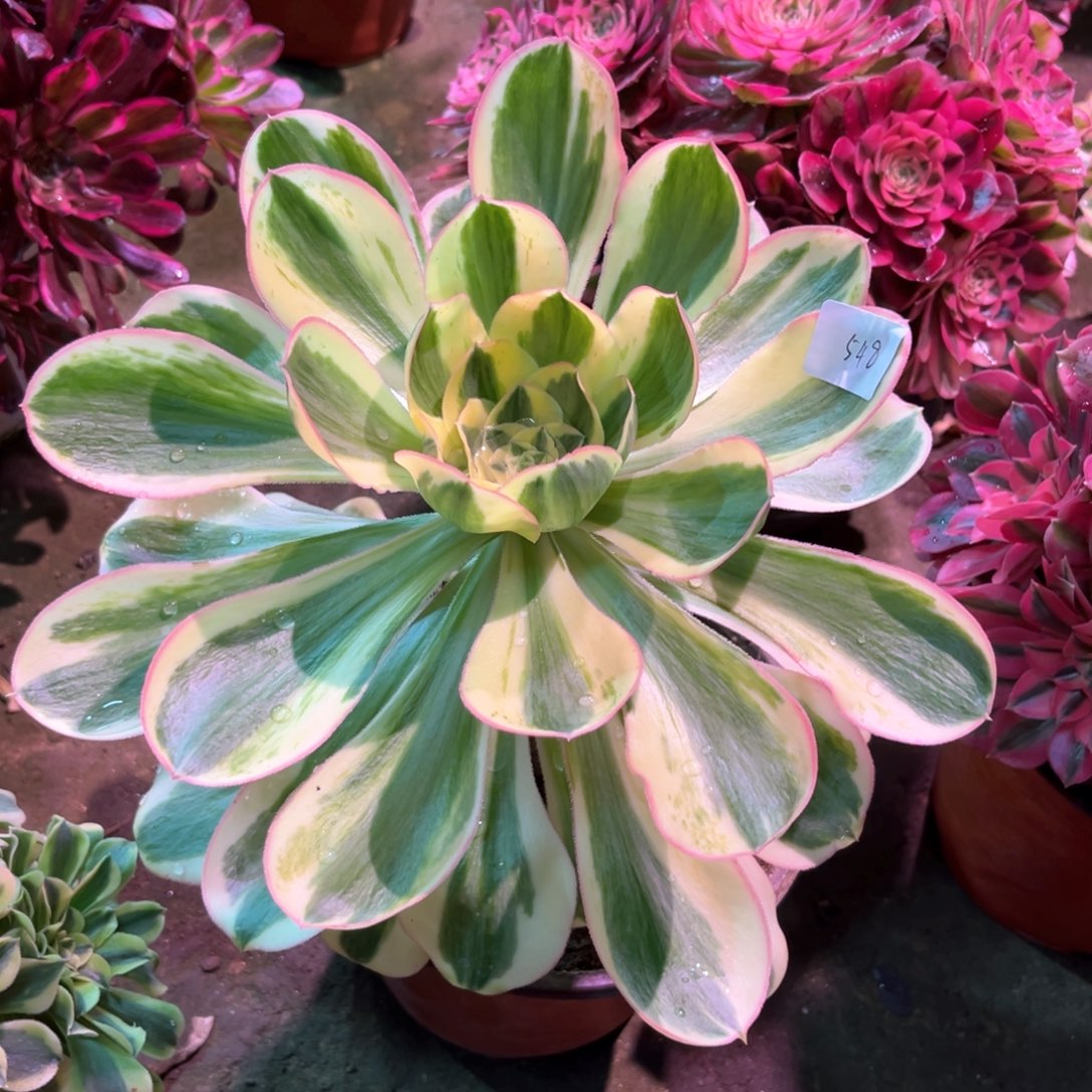 多肉植物燕姿548