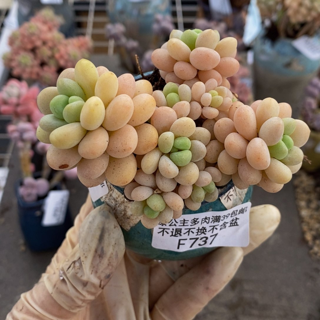 洛可可737/8cm的肉