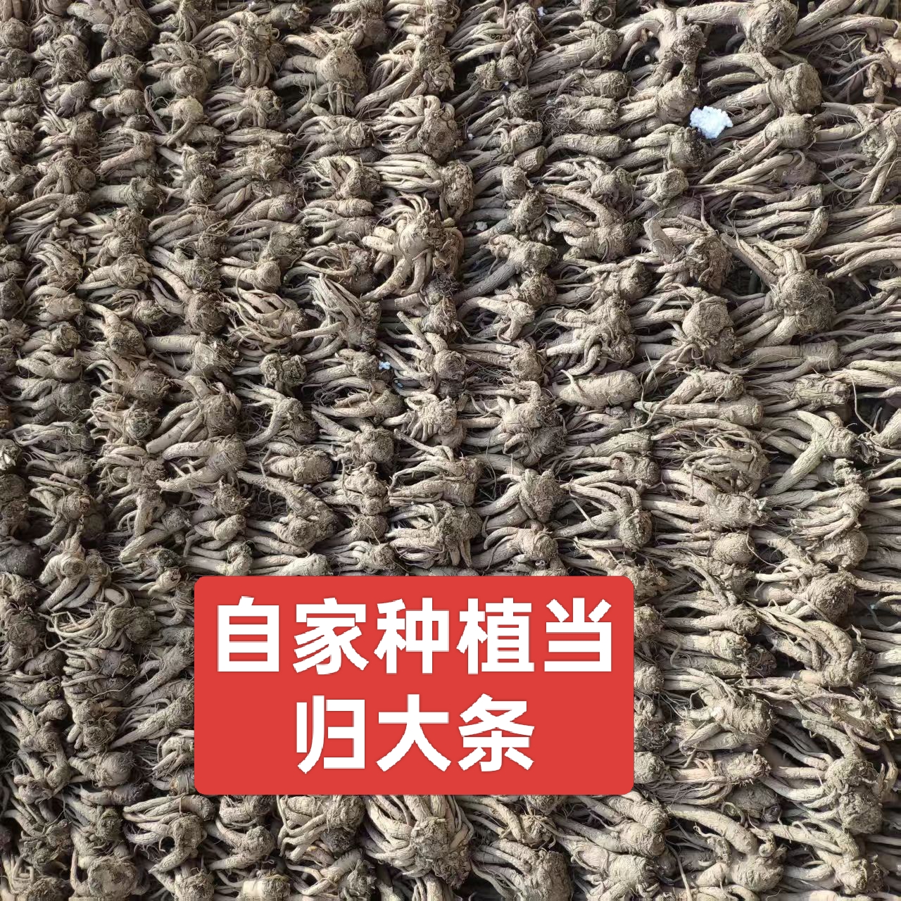 甘肃岷县自家种植当归，无硫磺，泡水煲汤