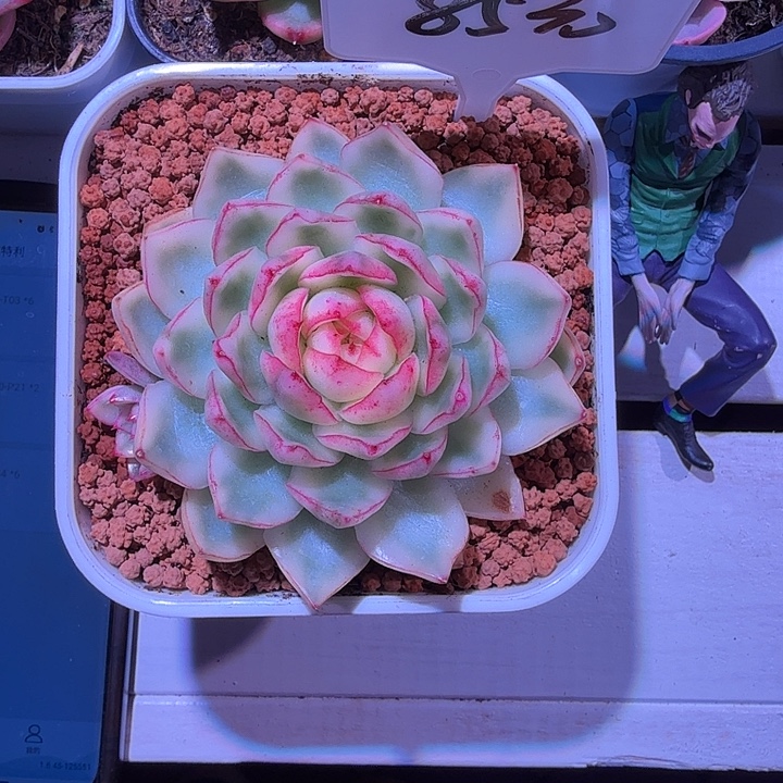 阿斯那带仔多肉植物