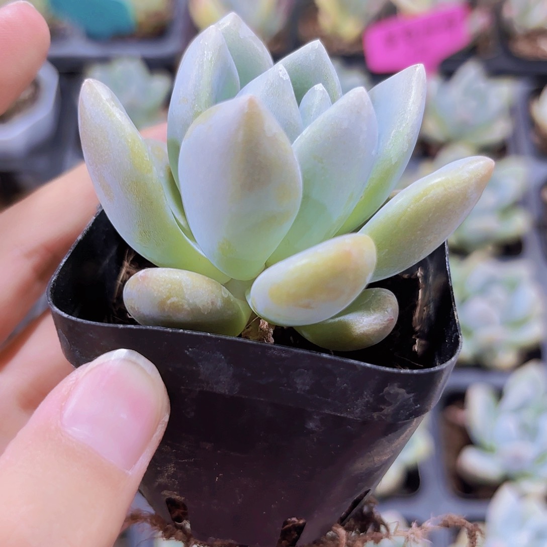 精品奥普琳娜多肉植物