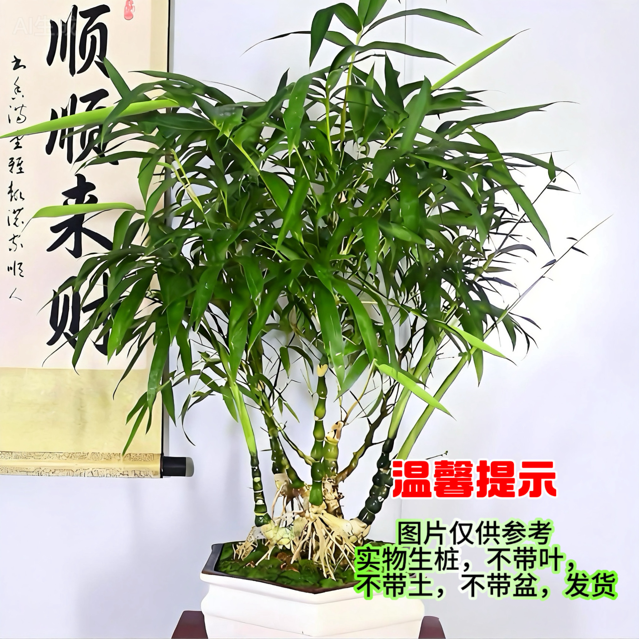 丛林桩翡翠佛肚竹（一物一价）基地种植原生桩(非扦插)更易养护